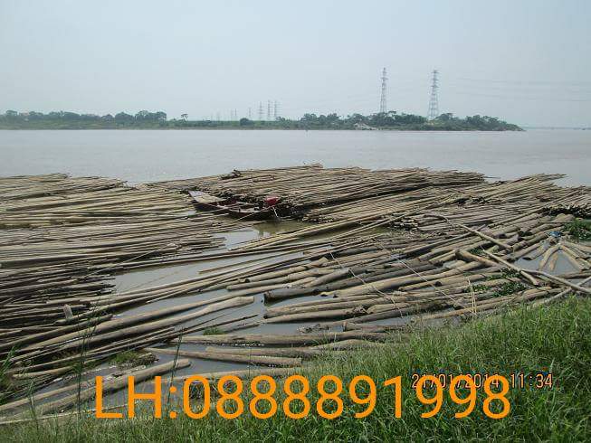 chuyên bán tre ngâm bùn tại Hà Nội