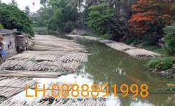 tre ngâm bùn phương thức truyền thống