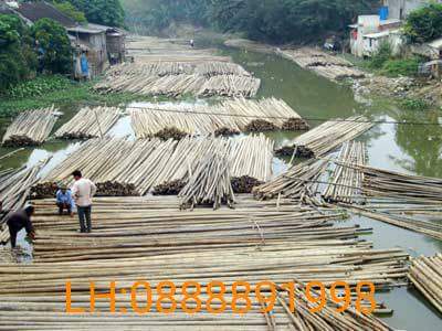 tre ngâm đảm bảo không mối mọt
