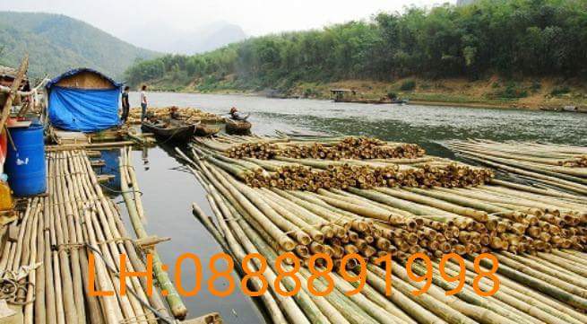 cung cấp tre ngâm số lượng lớn