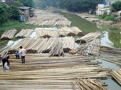 BÁN TRE NGÂM BÙN, SỐ LƯỢNG LỚN ĐẢM BẢO KHÔNG MỌT