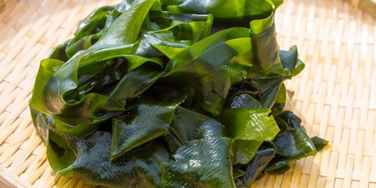  NHỮNG LỢI ÍCH KỲ DIỆU CỦA RONG BIỂN ĐỐI VỚI SỨC KHỎE 