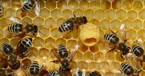 Phương pháp phân biệt sữa ong chúa thật giả