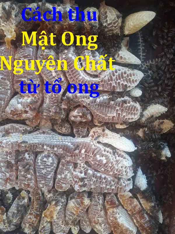 Thu Mật ong nguyên chất như thế nào!!! Cận cảnh quay mật ong - Trang trại ong mật CORDIBEE