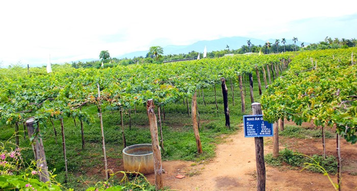 Mướt mắt vườn nho miễn phí độc nhất vô nhị ở Ninh Thuận