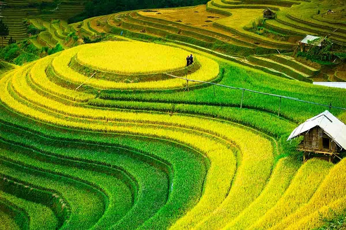 ‘Săn mùa vàng’ Tây Bắc đừng bỏ lỡ 10 điểm đến ở Mù Cang Chải tuyệt đẹp này!