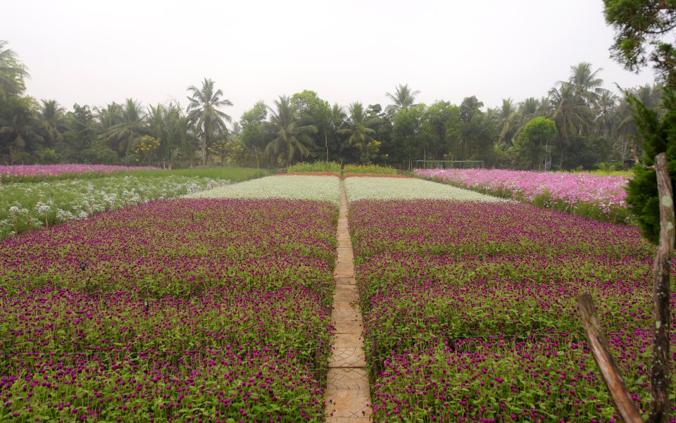 Hóa ra "thiên đường hoa" dưới mặt đất là có thật ở Tiền Giang