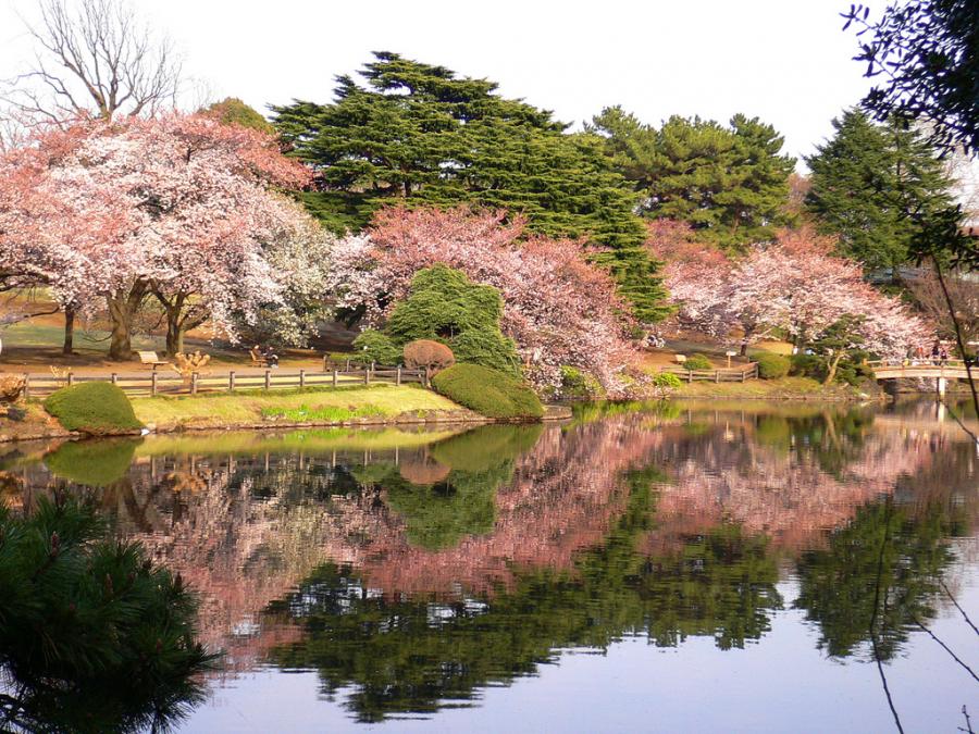 Bỏ túi kinh nghiệm ngắm hoa anh đào ở công viên Shinjuku Gyoen, Tokyo