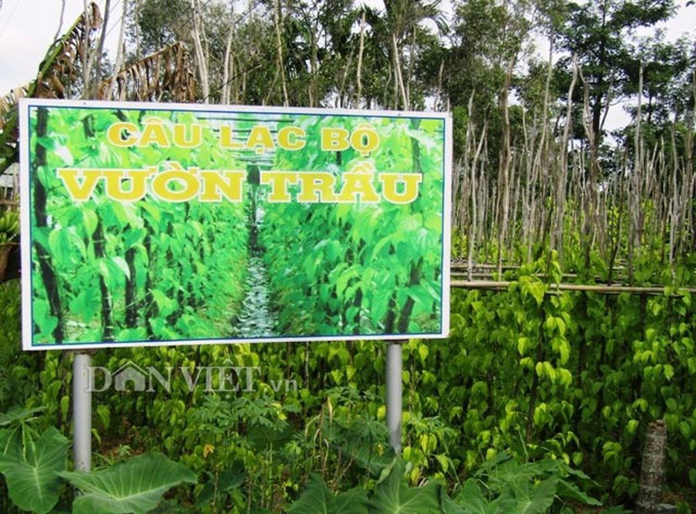 Về thủ phủ trồng lá trầu xuất sang Trung Quốc 'hốt bạc'