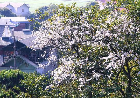 Quên lối về tại lễ hội hoa ban Điện Biên 2018