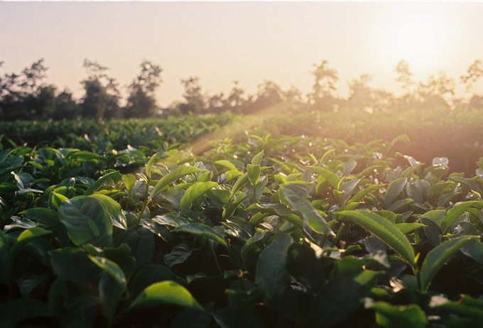 Mở mắt thấy thiên đường Bảo Lộc