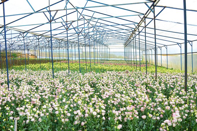 7 điểm chưa chụp hình check-in như chưa tới Đà Lạt