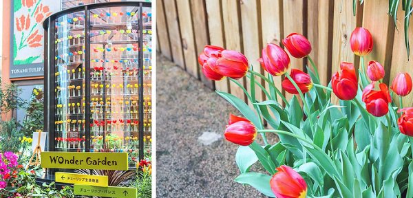 ‘Cung điện hoa tulip’ rực rỡ ở Nhật Bản