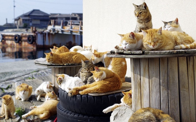 Đảo "Tashirojima" thiên đường nhỏ dành cho những người yêu mèo