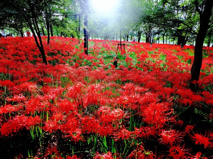 Những nơi ngắm hoa bỉ ngạn đẹp nhất ở Nhật Bản tháng 10