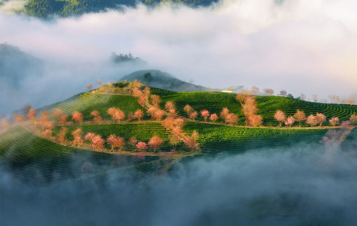 Du lịch Sapa ngắm nhìn mai anh đào khoe sắc trên đồi chè Ô Long