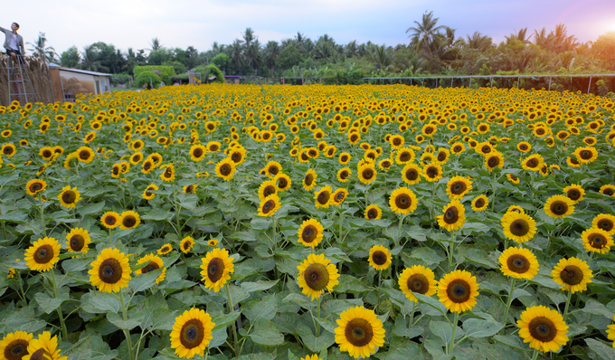Vườn hoa đủ màu sắc ở miền Tây làm say lòng du khách