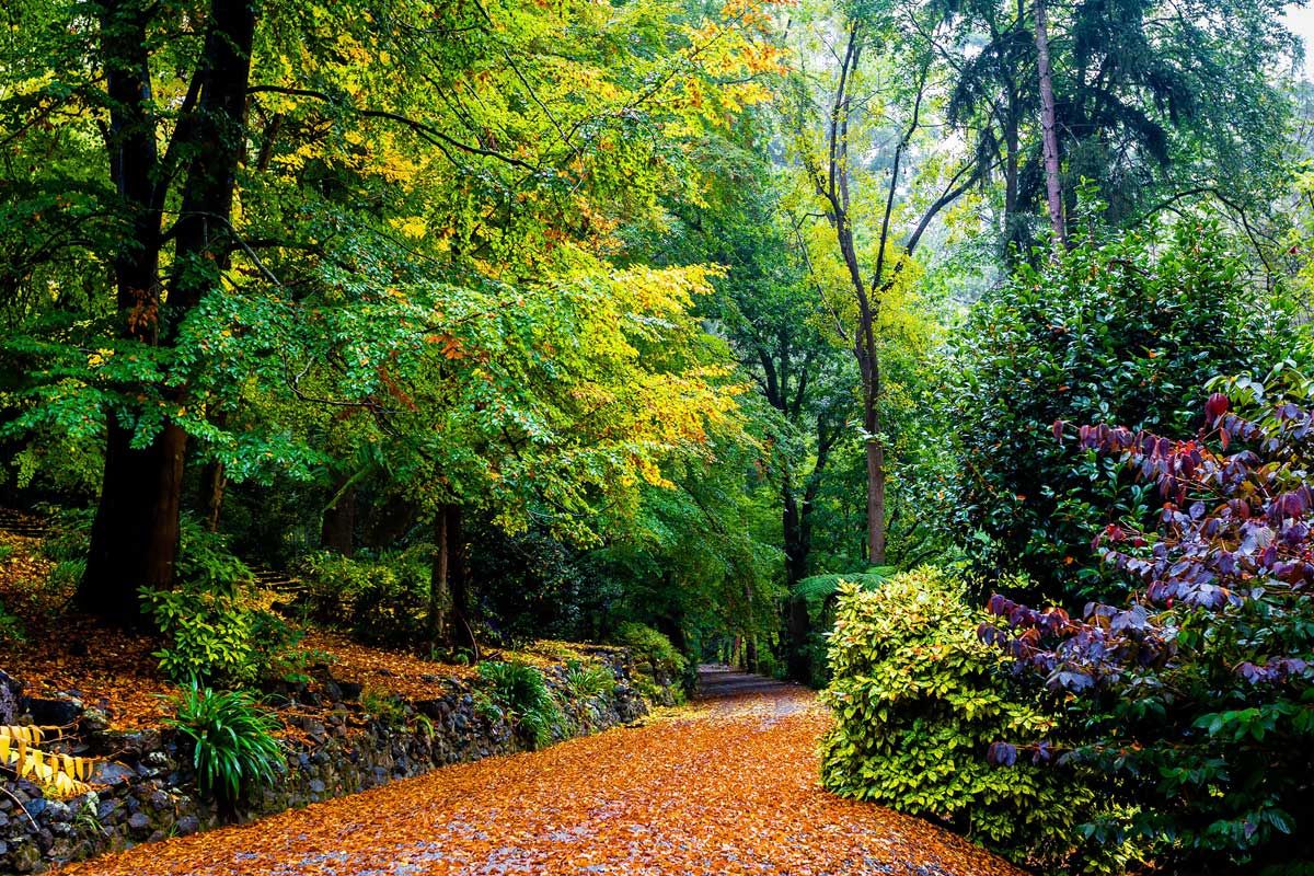 Không ngờ mùa thu tại xứ sở Kangaroo lại đẹp như chốn thần tiên thế này