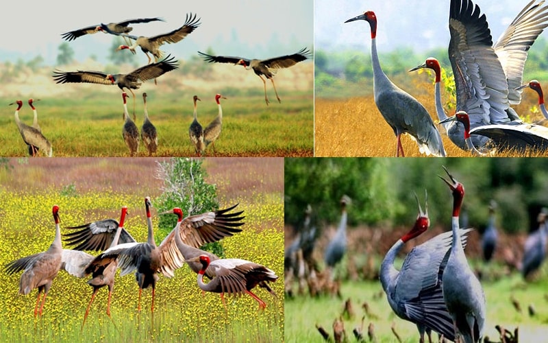 Nên đến đâu nếu đi du lịch Miền Tây trong mùa nước nổi?