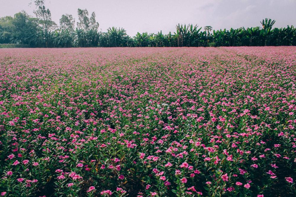 Cánh đồng hoa dừa cạn tím biếc đẹp như tranh vẽ ở An Giang