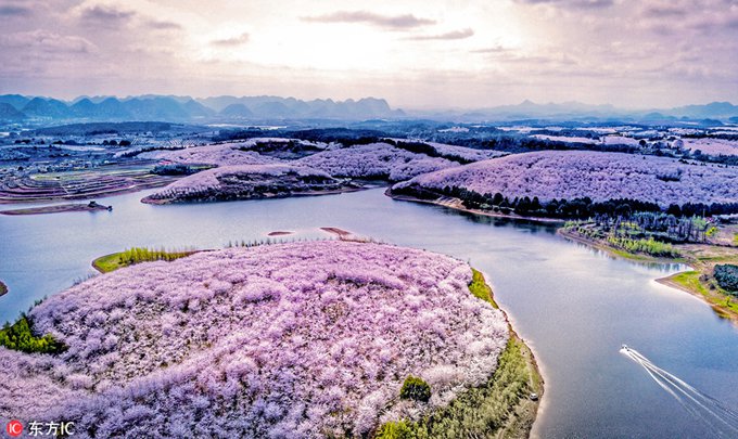 Hòn đảo hoa anh đào ‘đẹp rụng rời’ ở Trung Quốc