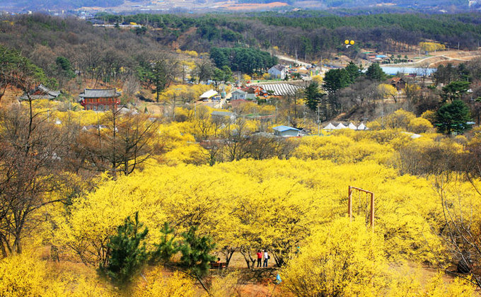 9 lễ hội hoa mùa xuân không thể bỏ qua ở Hàn Quốc