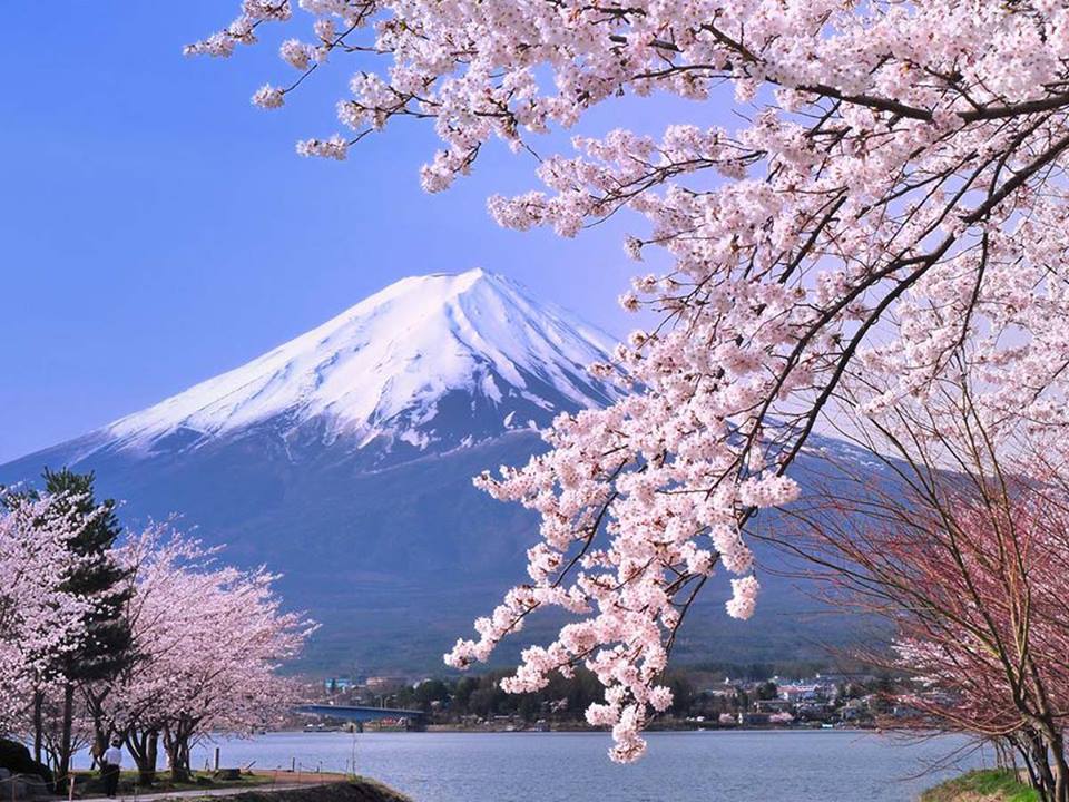 Ngỡ ngàng sắc hoa anh đào Đài Loan- Nhật Bản