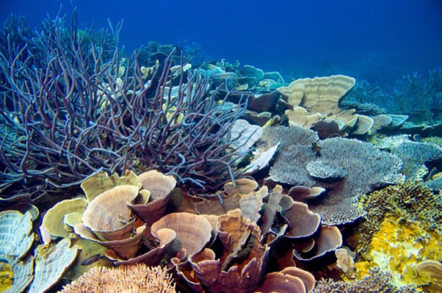 Những điểm lặn ngắm san hô siêu hấp dẫn tại Việt Nam