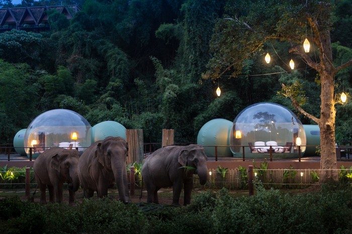 Đến Thái Lan khám phá những chú voi từ ngôi nhà bong bóng