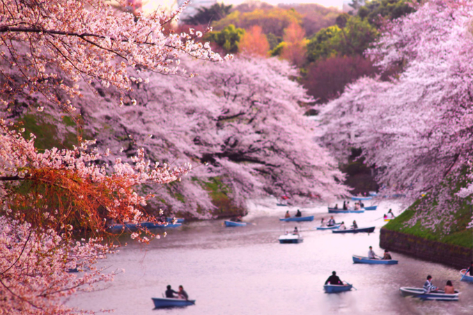 Sakura một biểu tượng của sự sống, cái chết và hồi sinh của người Nhật Bản