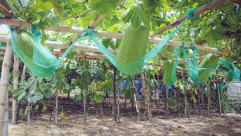 Làng bí đao khổng lồ có một không hai tại Việt Nam