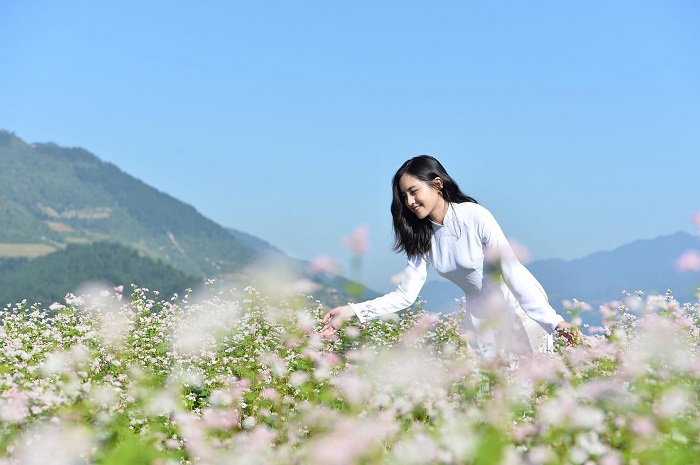 Mở cửa miễn phí Lễ hội hoa tam giác mạch Hà Giang