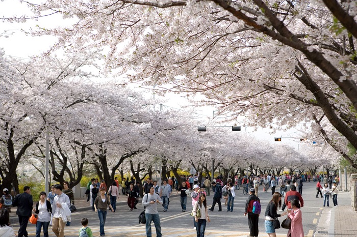 Vi vu đến 3 lễ hội xuân tại Hàn Quốc thỏa sức ngắm hoa anh đào