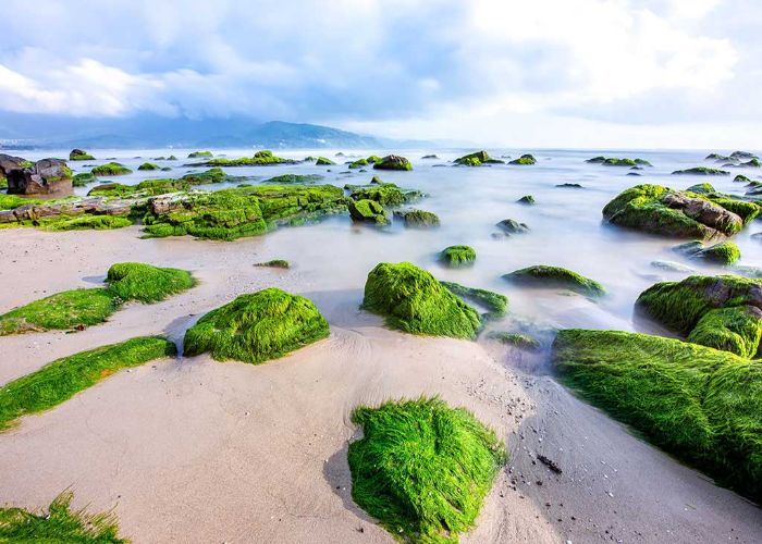 Đắm say mùa rêu đá ở Nam Ô, Đà Nẵng đẹp tựa như tranh