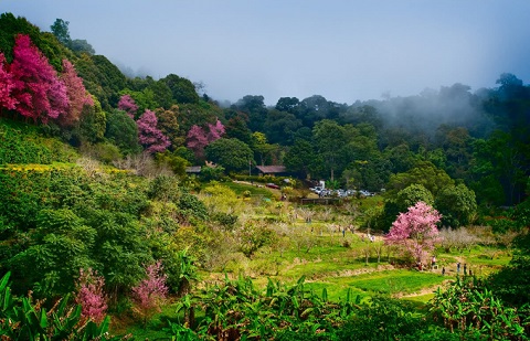 "Mười dặm rừng đào" Chiang Mai Thái Lan "đốn tim" du khách gần xa