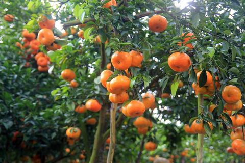 Đi thăm "vương quốc quýt hồng" Lai Vung ở Đồng Tháp