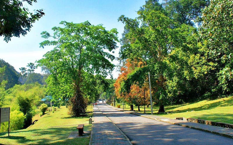 Lang thang qua những cung đường mòn xanh mượt nhất Penang