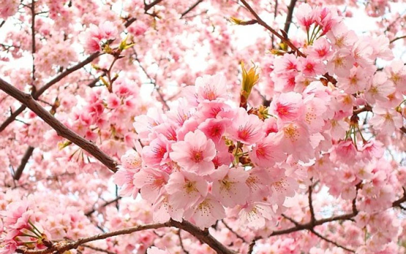 Mùa xuân – nhận diện các quốc gia trên thế giới nhờ sắc hoa