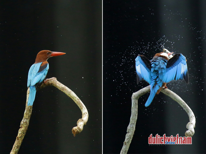 Lên Sơn Trà tìm cánh chim trời