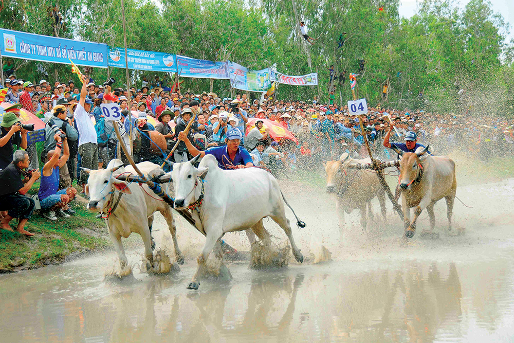 An Giang: Xem chim rừng tràm, ăn cá linh kho, ngắm bông điên điển