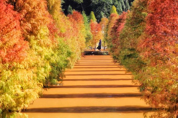 Tháng 12, đi Đài Loan ngắm lá vàng lá đỏ muộn