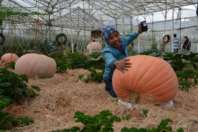 Vườn bí khổng lồ miễn phí hút khách tham quan