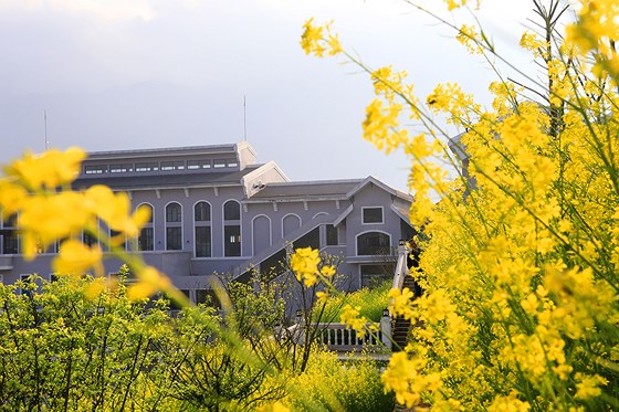 Tôi thấy hoa vàng trên đồi xanh Fansipan