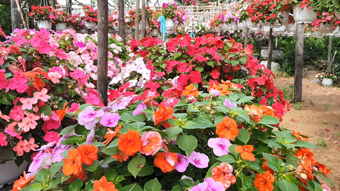 Vườn hoa Đà Lạt gây sốt khiến hàng trăm người ghé thăm mỗi ngày