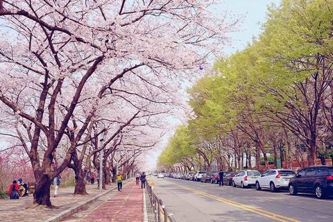 Tháng 4, gọi tên những điểm ngắm hoa anh đào Hàn Quốc tuyệt đẹp này