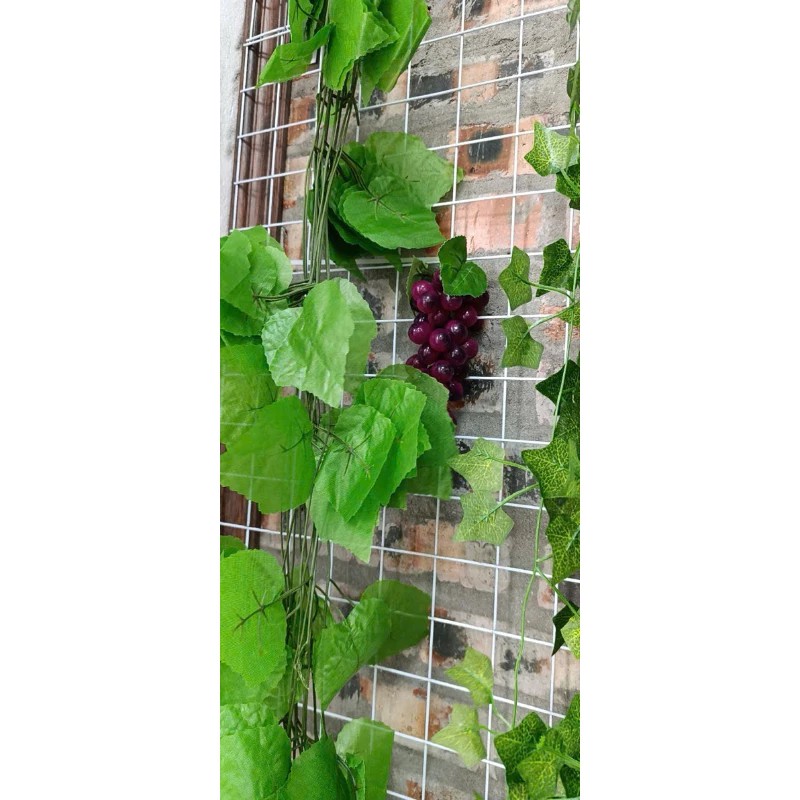 Nho tím 36 quả trang trí ban công