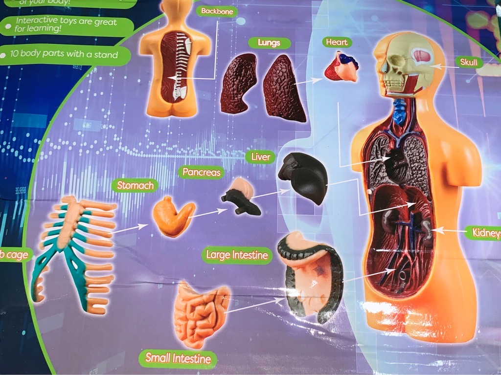 Bộ Đồ Chơi Giải Phẫu Mô Hình Cơ Thể Người 3D