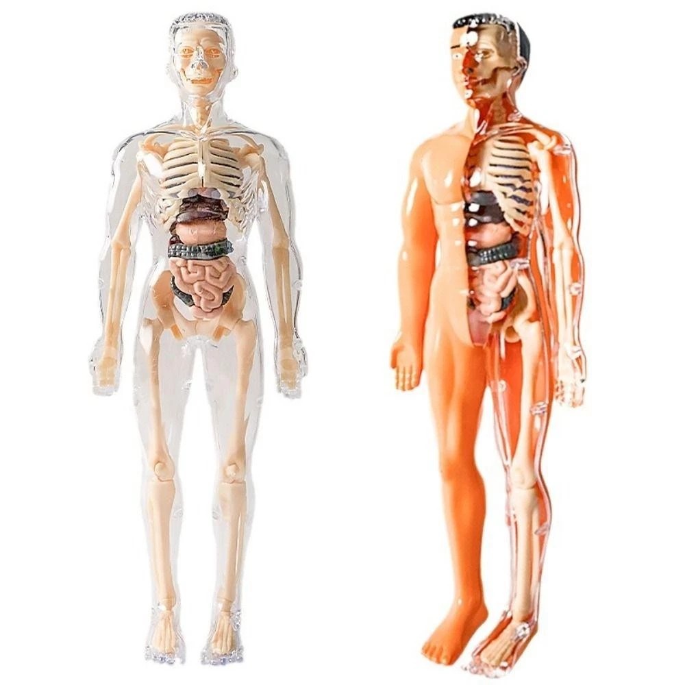 3d Con người mô hình torso