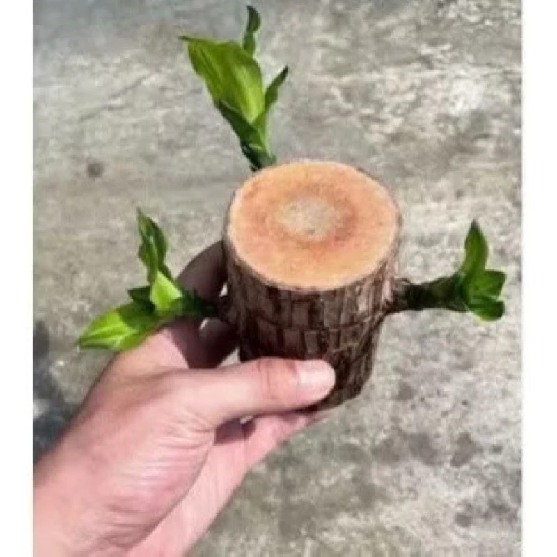 PHÁT TÀI KHÚC - Thiết Mộc Lan
