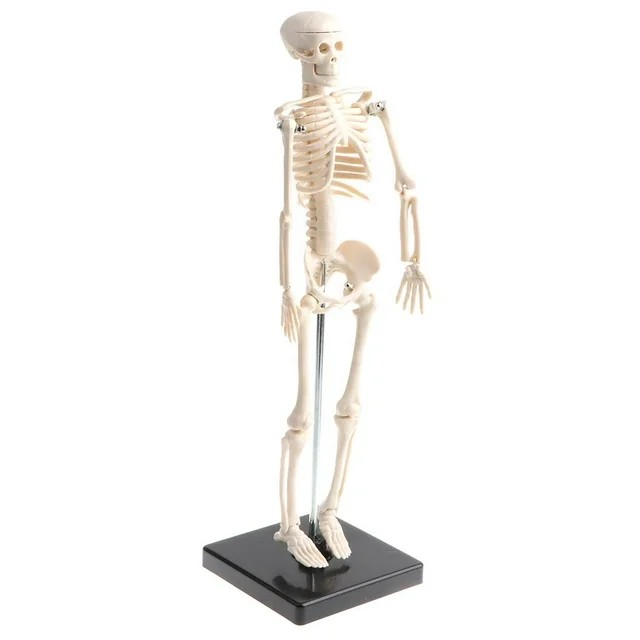 Mô hình bộ xương người nửa kích thước 12x12x42